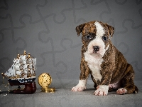Amstaff, Szczeniak, Pies