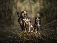 Trzy, Amstaff, Psy, Kundelek, Whippet