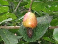 Anacardium, Owoc, Caju, Occidentale
