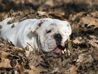 Buldog angielski, Liście