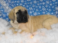 Mastif angielski, Mastiff