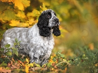 Pies, Cocker spaniel angielski