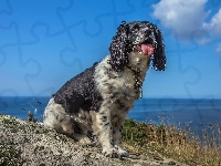 Wybrzeże, Springer spaniel angielski