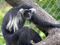 Angola Colobus, Małpka, Konar