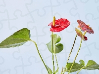 Anturium, Czerwone, Kwiaty