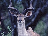 Antylopa, Czarnoroga