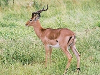 Impala