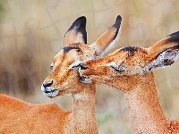 Antylopy