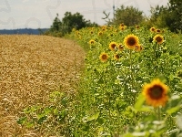 Zboża, Łany, Słoneczniki