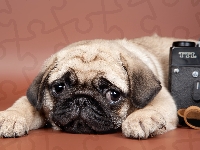 Aparat, Mops, Pies