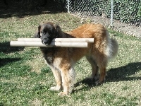 Aportujący, Leonberger