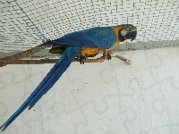 Papuga, Ara błękitna