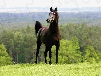 Arab, Czarny, Koń, Lasy