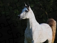 Arab, Tło, Siwy, Koń, Ciemne