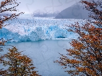 Argentyna, Lodowiec, Park Narodowy Los Glaciares, Drzewa, Perito Moreno