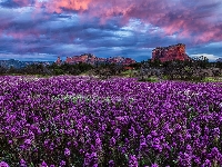 Castilleja exserta, Skały, Góry, Łąka, Drzewa, Arizona, Stany Zjednoczone, Kwiaty, Chmury