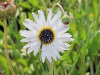 Arktotis, Kwiat