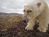 Niedźwiedź, Arktyka, Polarny