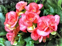 Grafika, Kwiaty, Begonia, Art