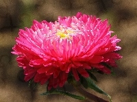 Aster