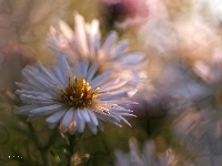 Biały, Aster, Kwiat