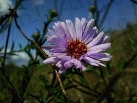 Aster, kwiatostan