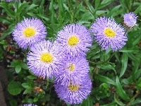 Aster, Ogród