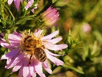 Aster, Pszczoła