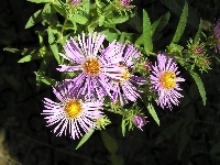 Zielone, Aster, Listki