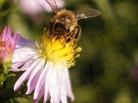 Marcinki, Astry, Pszczoła