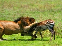 Lew, Atakujący, Zebra