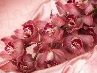 Różowe, Atłas, Orchidee