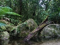 Australia, Kamienie, Park Narodowy, Daintree, Drzewa