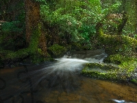 Rzeka, Strumień, Paprocie, Tasmania, Park Narodowy Mount Field, Drzewa, Australia, Las deszczowy
