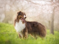 Australian shepherd, Owczarek australijski, Rozmycie