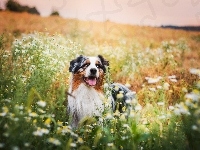 Australian shepherd, Owczarek australijski, Łąka