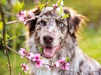 Australian shepherd, Owczarek australijski, Kwiaty