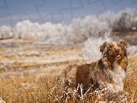 Australian shepherd, Owczarek australijski, Trawa