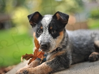 Australian cattle dog