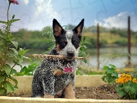 Australian cattle dog