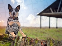 Australijski pies pasterski, Australian Cattle Dog
