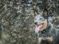 Australijski pies pasterski, Australian Cattle Dog
