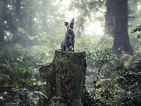 Drzewa, Las, Pień, Australian cattle dog