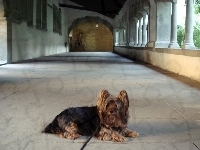 Australian Silky Terrier, Leżący, smycz