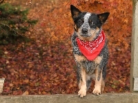 Australian cattle dog, Pies, Chustka