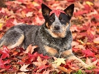 Australian cattle dog, Pies, Liście