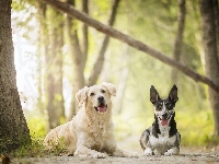 Las, Golden retriever, Australian cattle dog, Drzewa