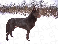 Owczarek australijski - Kelpie