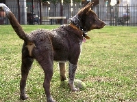 Owczarek australijski - Kelpie