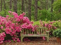 Ławeczka, Kwitnące, Rododendrony, Las, Krzewy, Kwitnące